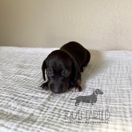 Ross - Black and tan male Dachshund puppy in Royse City, Texas from Truehearted Miniature Dachshunds
