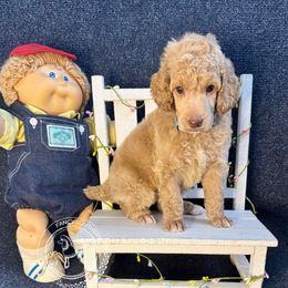 Jude - Cream male Poodle puppy in Hampton, Georgia from Fancy Southern Standards