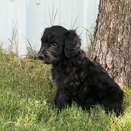 MT Nest's Jesse James - Black male Goldendoodle puppy in Clyde, Texas from MTNest Doodles