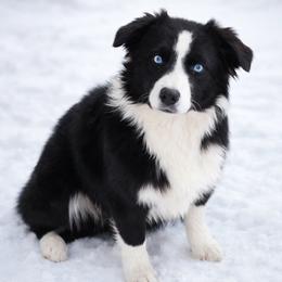 Leah - Miniature Australian Shepherd