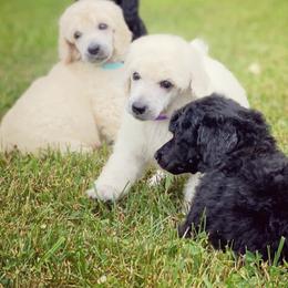 Poodles from Anolani