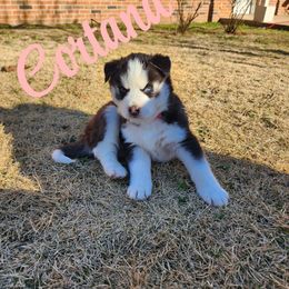 Cortana - Black and white Siberian Husky puppy in Russellville, Alabama from Heart of Dixie Husky Kennels