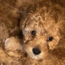 Cavapoos from Dana Sorino