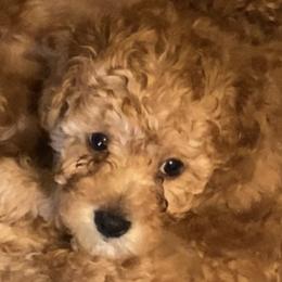 Cavapoos from Dana Sorino