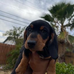 Totoro - Black and tan male Dachshund puppy in Yuba City, California from The Navarro Furbabies