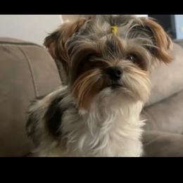 Teddy - Yorkshire Terrier