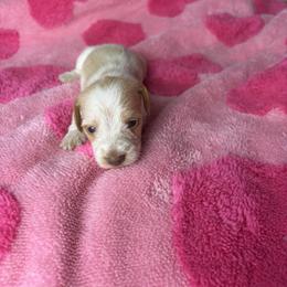 Marie - Piebald female Dachshund puppy in Lake City, Florida from My Ditzy Doxies of Florida