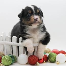 Girl 3 - Black tri female Miniature American Shepherd puppy in Childress, Texas from Taylor Farms