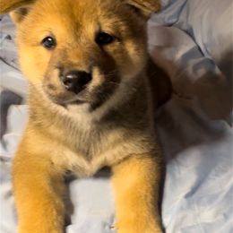 RAIJIN - Red male Shiba Inu puppy in Derby, Kansas from Heart’s Desire Shiba Inus
