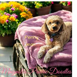 Penny Jean - Cavapoo