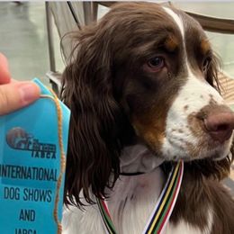 Leia - English Springer Spaniel