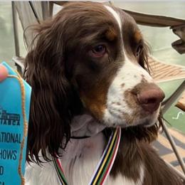 Leia - English Springer Spaniel