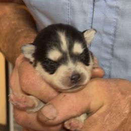 Alaska - Black and white male Pomsky puppy in Spring Hill, Florida from PDQ Pomskies