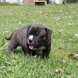 Stingray - Black male American Bully puppy in Jefferson, Ohio from Blue Fury's