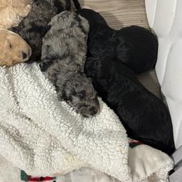 Jiro - Black male Maltipoo puppy in Colonial Beach, Virginia from BeachRidge Pups