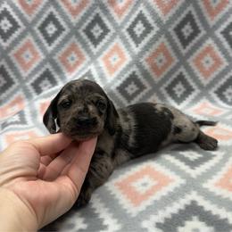 BOY 2 - Dapple male Dachshund puppy in Hoover, Alabama from Tide Town Doxies