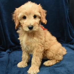 Archie - Cream male Goldendoodle puppy in Jasper, Indiana from Hilltop Pups LLC