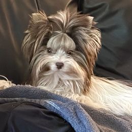 Piper - Chocolate tan and white female Biewer Terrier puppy in Greenwood, South Carolina from Sweet Southern Puppies