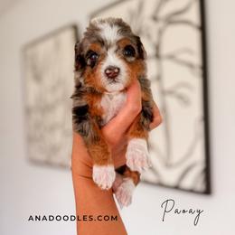 Paoay - Tri-color male Bernedoodle puppy in Cold Spring, Minnesota from A.N.A. Doodles
