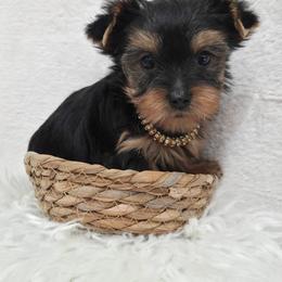 Trixie - Blue and gold female Yorkshire Terrier puppy in Monticello, Iowa from Ashley’s Puppies