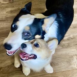 Pembroke Welsh Corgi Puppies from Corgipuppystore
