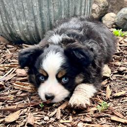 Toy Australian Shepherd Puppies from Kickapoo Creek Toy Aussies