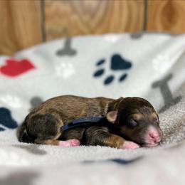 Black collar - Chocolate male Goldendoodle puppy in Pittsburg, Texas from Grace Springs Goldendoodles