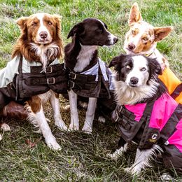 Border Collie Puppies from Cullins Collies