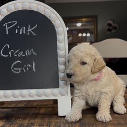 Pink - Betty - Cream female Goldendoodle puppy in Jasper, Georgia from Owen Doodles