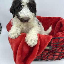 Comet - Chocolate male Cavapoo puppy in Austin, Texas from Doodles of Central Texas