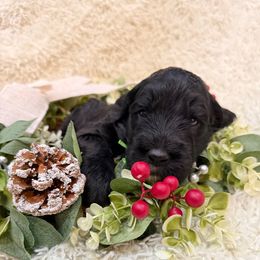 Scrooge - Black and white male Sheepadoodle puppy in Surprise, Arizona from Desert Lily Doodles