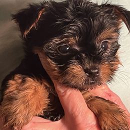 Girl 1 - Black and tan Yorkshire Terrier puppy in Elizabeth, Indiana from Dwayne’s Yorkshire Terriers