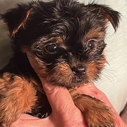 Girl 1 - Black and tan Yorkshire Terrier puppy in Elizabeth, Indiana from Dwayne’s Yorkshire Terriers