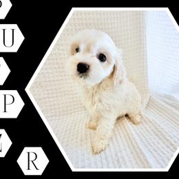 Mr. Darcy - White male Cavapoo puppy in Oak Island, North Carolina from Carolina Cavapoo Puppies