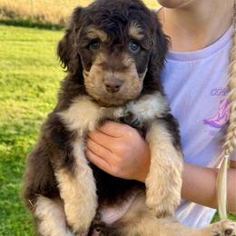 Amos - Red tri-color male Aussiedoodle puppy in Heber City, Utah from Junipersdoodles