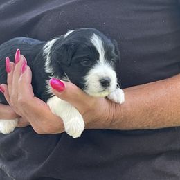 Eleven - Aussiedoodle puppy in Columbus, Ohio from FamilyOodles
