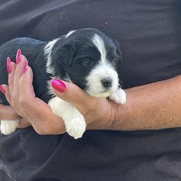 Eleven - Aussiedoodle puppy in Columbus, Ohio from FamilyOodles