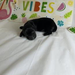 Black - Black male Dachshund puppy in Georgetown, Arkansas from Wyatt's Dachshunds