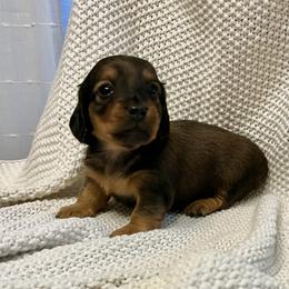 Dachshund Puppies from ATR Dachshunds