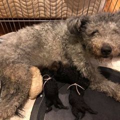 Pumi Puppies from MayaLu Dogs
