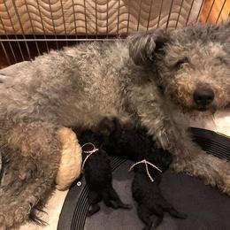 Pumi Puppies from MayaLu Dogs