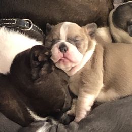 Boston Terrier Puppies from Sugar Baby Bostons