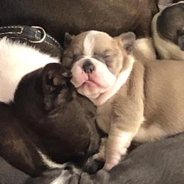 Boston Terrier Puppies from Sugar Baby Bostons