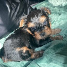 Blue - Black and tan male Yorkshire Terrier puppy in Sachse, Texas from Ella's Designer Yorkies