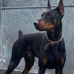 Doberman Pinschers from Kiziah Dobermans