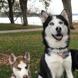 Siberian Huskies from Rhea Pups