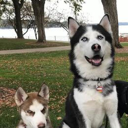Siberian Huskies from Rhea Pups