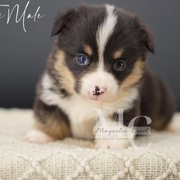 Truffle - Tri - Black and tan male Pembroke Welsh Corgi puppy in Straughn, Alabama from Magnolia Creek Corgis