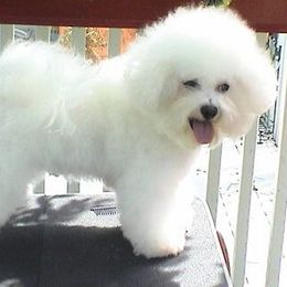 Penelope Rose - Bichon Frise