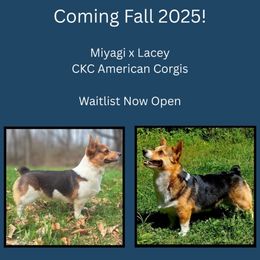 American Corgi puppies from St. Lawrence Corgis